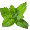 SugaVida Website Peppermint Leaf Image